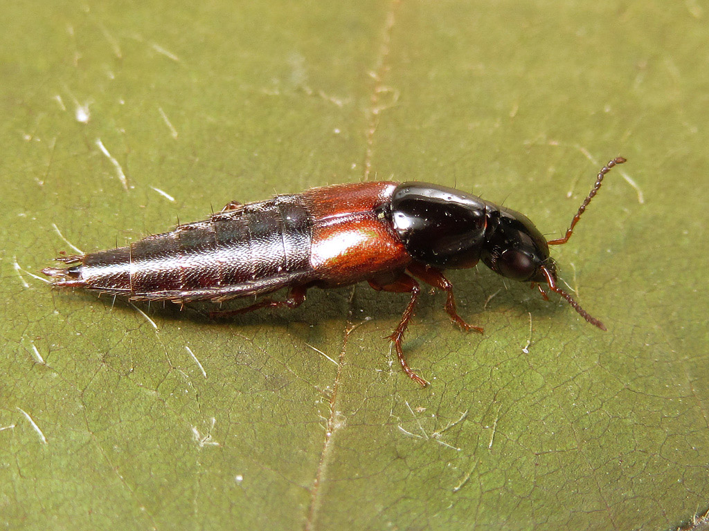 Staphylinidae: Quedius picipes??